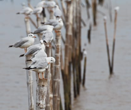 Seagulls on the bamboo stick