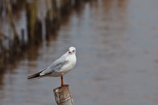 Seagull on the bamboo stick