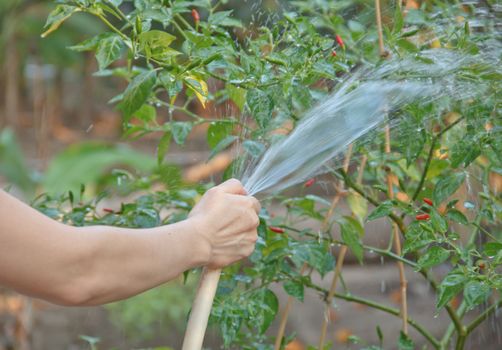Asian woman is watering the plants