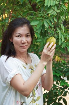 Asian woman picking the Ma Fai (Thai fruit) in the garden