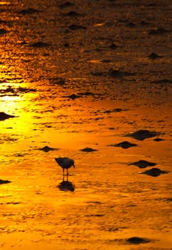 A Seagull on golden shoreline.