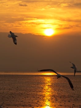 Seagull in flight against the golden sky