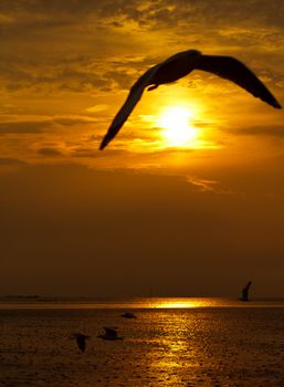 Seagull in flight against the golden sky