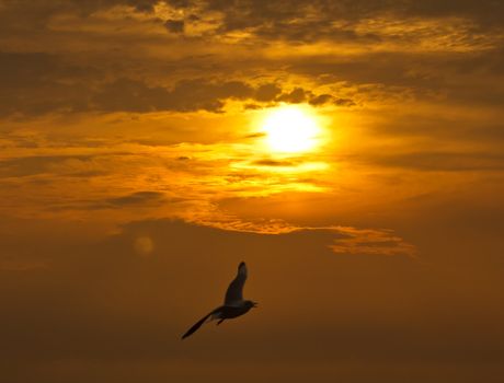 Seagull in flight against the golden sky