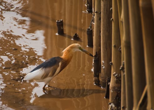 The mangrove heron looking for food







The mangrove heron looking for food