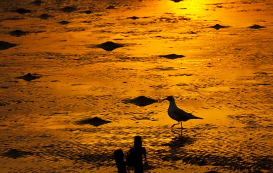 A Seagull on golden shoreline