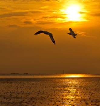 two seagulls are flying on golden sky