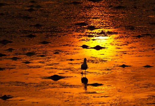A Seagull on golden shoreline