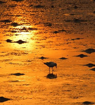 A Seagull on golden shoreline