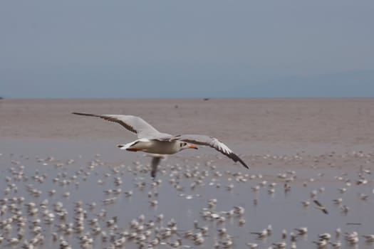 Seagull in flight against the blue sky