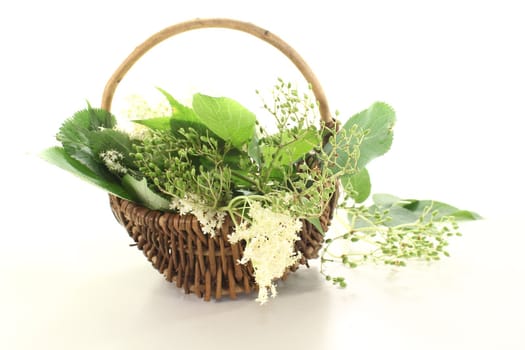 fresh white elder flowers with leaves in a basket on light background