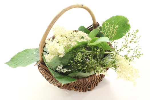 fresh elder flowers with leaves in a basket on light background