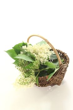 fresh white elder flowers with green leaves in a basket on bright background