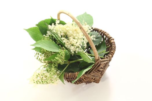 fresh elder flowers with green leaves in a basket on bright background