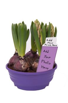 Hyacinthus bulbous in a pot (with the label price)