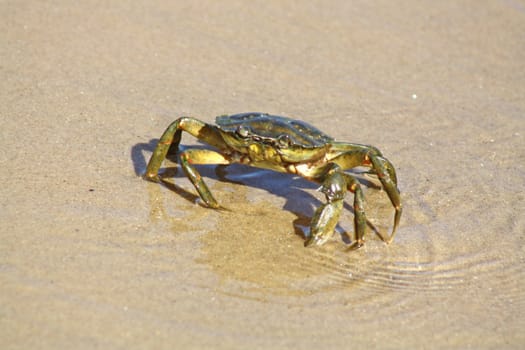 crab on the beach