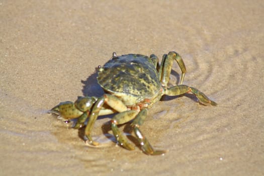 crab on the beach