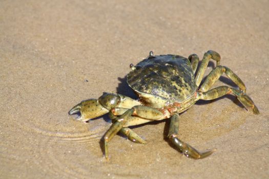 crab on the beach