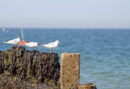 seagulls on the beach 