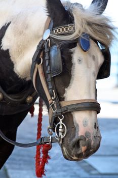 shire horse in the street