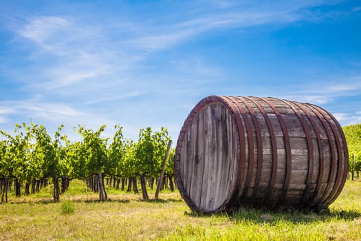Italy, Tuscany region,  Chianti area. Chianti wineyard during a sunny day of summer