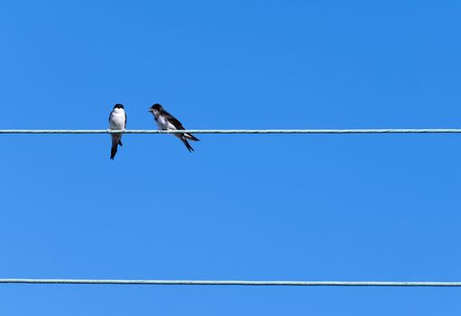 two swallows on an electric cable