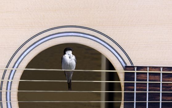 a swallow resting on the strings of a guitar