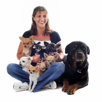 young woman with seven chihuahuas and one rottweiler in front of white background