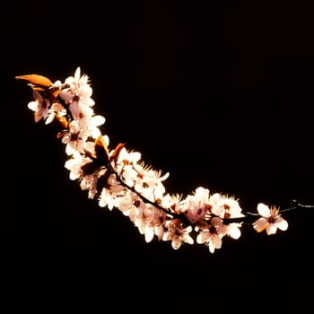 a flowering branch