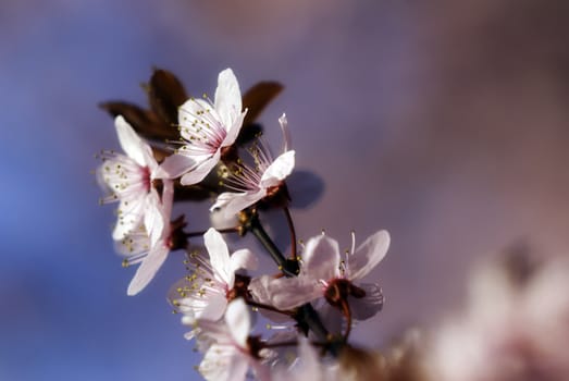 A flowering branch