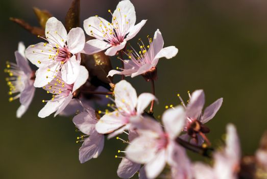 a flowering branch