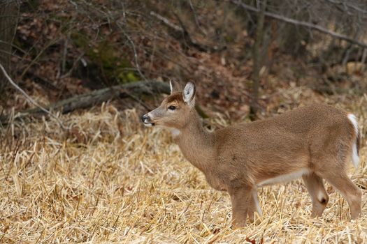 White-tailed Deer Odocoileus virginianus in marsh grass late winter