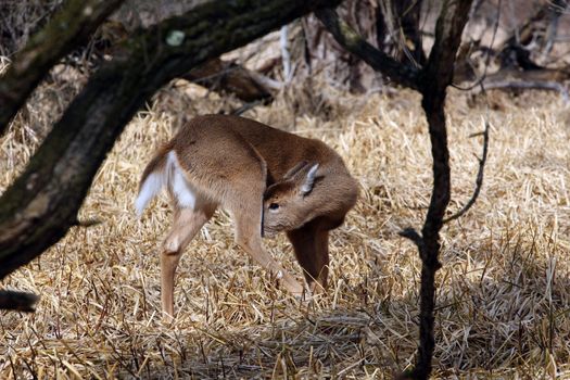 White-tailed Deer Odocoileus virginianus in marsh grass late winter