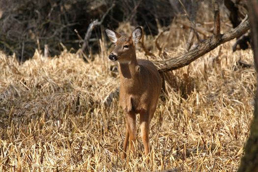 White-tailed Deer Odocoileus virginianus in marsh grass late winter