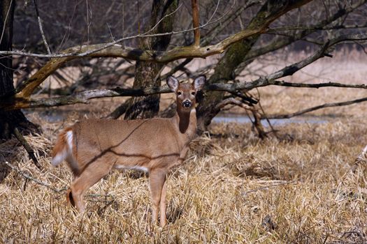 White-tailed Deer Odocoileus virginianus in marsh grass late winter