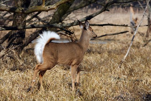 White-tailed Deer Odocoileus virginianus in marsh grass late winter