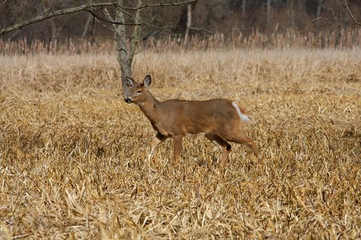 White-tailed Deer Odocoileus virginianus in marsh grass late winter