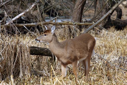 White-tailed Deer Odocoileus virginianus in marsh grass late winter
