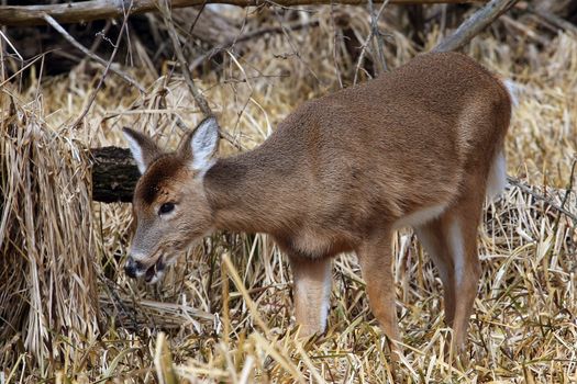 White-tailed Deer Odocoileus virginianus in marsh grass late winter