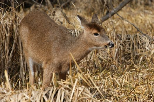 White-tailed Deer Odocoileus virginianus in marsh grass late winter