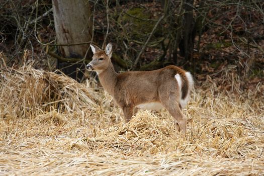White-tailed Deer Odocoileus virginianus in marsh grass late winter