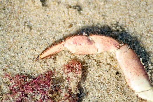 crab leg on the beach 