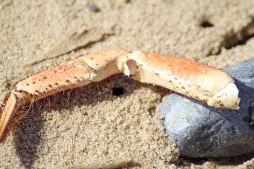 crab leg on the beach