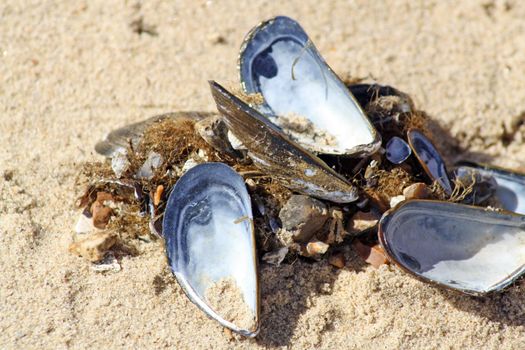 shells on the beach