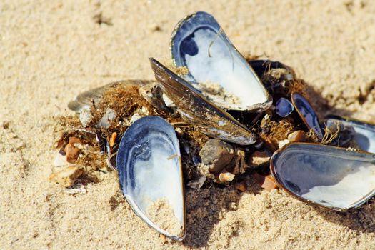 shells on the beach