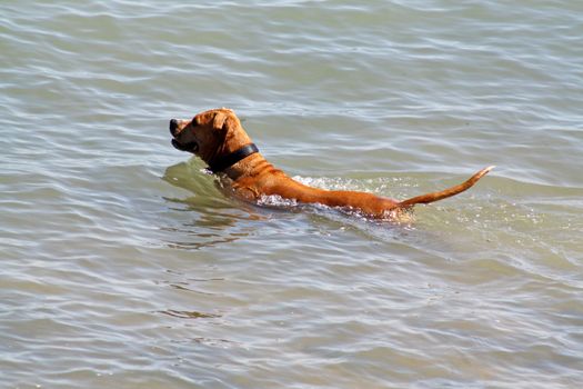 dog swimming in the sea