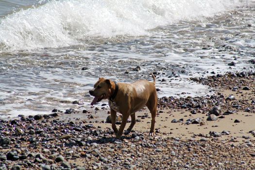 dog playing in the sea