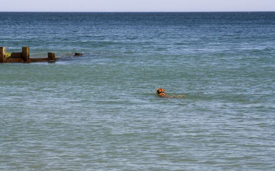 dog swimming in the sea