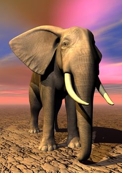 One elephant standing on the ground by sunrise