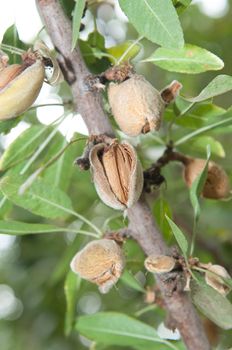 Almond in its tree (2)